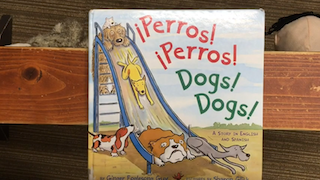 perros perros dogs dogs