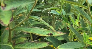 Milkweed beetles