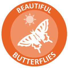 beautiful butterflies_up