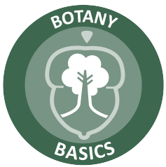 botany basics_up